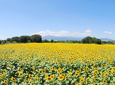 Zama City, Kanagawa Prefecture